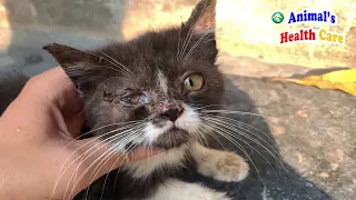 Poor street baby kitten got amazing transformation after rescue – Ready for Adoption