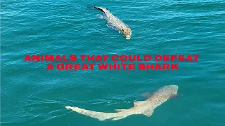 5 Animals That Could Defeat a Great White Shark | Turbo Brain