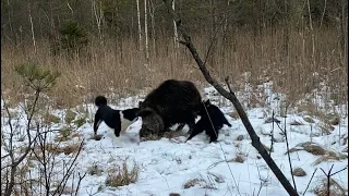 Чекан. Зверовой кобель с клеймом СМЕРТНИКА.