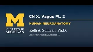 Nervous System: Vagus Nerve (CNX) - part 2