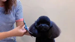 Black Poodle Grooming By Asian Groomer 2021 | Pets Haircuts | Pets Salon Trim - Puppy Groomy