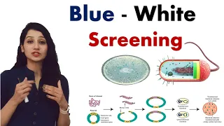 BLUE WHITE SCREENING I Recombinant DNA Technology I RDT I Biotechnology