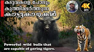Powerful wild bulls that are capable ofgoring tigers  I കടുവകളെ പോലും കുത്തിമലർത്തുന്നു കാട്ടുകാളകൾ