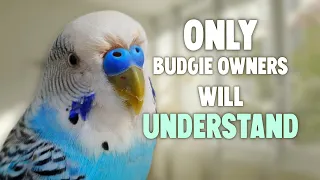 10 Things Only Budgie Owners Will Understand