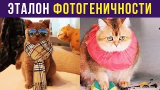 Приколы. ЭТАЛОН ФОТОГЕНИЧНОСТИ | Мемозг #119