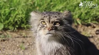 Small Carnivore September: Species Spotlight: Pallas's Cat | Port Lympne Hotel & Reserve