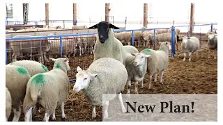 Breeding Ewes In Season (BACK TO BASICS):  Vlog 101