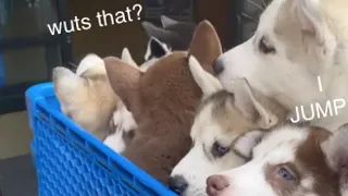 Seven Husky Puppies Go Into Pet Store For First Time!