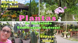 CHÁCARA SÃO JOSÉ|MUITA PLANTA LINDA|INSPIRAÇÃO PARA A GENTE #plantas #tour