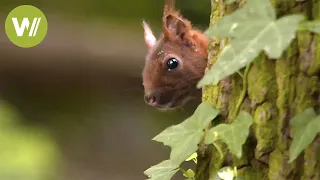 Les animaux sauvages de nos forêts - Un voyage des Vosges du Nord à l'Ile-de-France