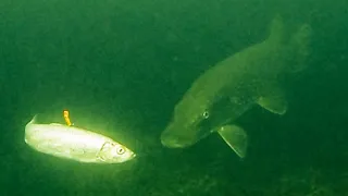 INSANE UNDERWATER FOOTAGE (Ice Fishing NORTHERN PIKE with Herring)  | Team Galant