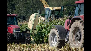 Siláže 2020 | Corn Silage 2020 | Farma Tvarůžka | Krone Big X 500 | Case ,Maxxum,John deere