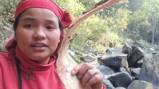 आज दार खोज्न जाँदै...अनि पहाडै उल्टियो बुडो ले भारी बोक्दा😊😊#siruthapa #village #vlog