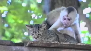 Самые смешные животные ⁄ Funniest Animals 2015