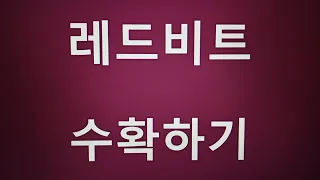 [텃밭농부.446]  비트 수확 보관하기.레드비트재배.11월