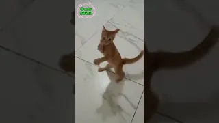 cute naughty stupid cats - funny cat videos collection 2024