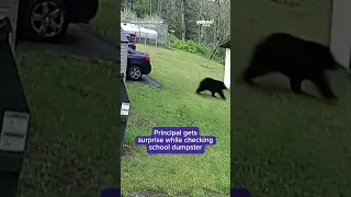 Principal shocked by bear in dumpster #shorts