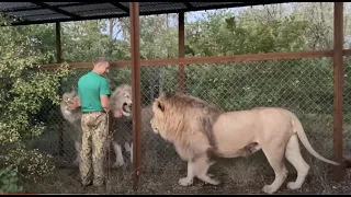 Львы Султан , Гирей и Руслан не боятся даже ПРАЙДА ОЛЕЖКИ !