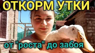 Чем кормить уток перед забоем /Откормочный корм для уток