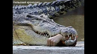 Бой человека с крокодилом (не для слабонервных). Man versus crocodile (not for the faint of heart)