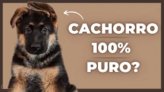 Descubre Cómo Identificar un Pastor Alemán Original Cachorro! 🤔 (En 7 Pasos!)