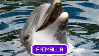 AMAZING DOLPHINS AND CUTE DOLPHIN COMPILATION