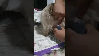 Shih tzu princess type giving birth for the first time!