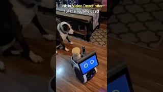 Giving Dogs a Treat using Amazon Astro and Furbo 360 #shorts