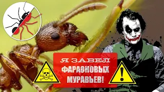 БЕЗУМИЕ!!! ЗАВЕЛ ФАРАОНОВЫХ МУРАВЬЕВ! (Monomorium pharaonis)