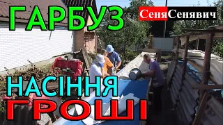 Завершальний етап у підготовці доброго посівного матеріалу гарбузового насіння для продажу