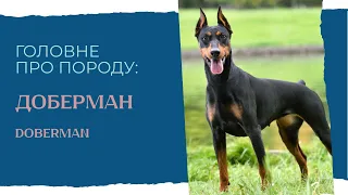 Головне про породу: Доберман Пінчер. Характеристики породи Doberman #породисобак #doberman