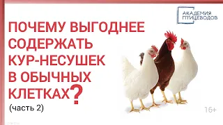 Содержание кур-несушек в обычных клетках, в улучшенных клетках и в вольере, что лучше?