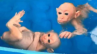 Bibi monkey Learns to Swim and Eat Porridge with Lu puppy (Session 1)