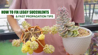 HOW TO FIX LEGGY SUCCULENTS and FAST PROPAGATION TIPS 🌱🌱 // No Any Leaves Gonna be Wasted! 🍃🍃