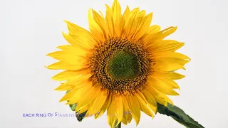 Sunflower fibonacci sequence in nature with spiralling patterns. Time lapse