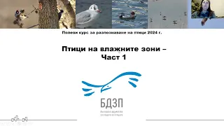 Курс по наблюдение на птици   София 1   Лекция 5 Птици на Влажните зони І