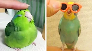 Funny Parrots Videos Compilation cute moment of the animals 🦜 Cutest Parrots #16