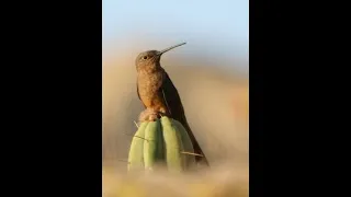 COLIBRI GIGANTE DE LOS ANDES