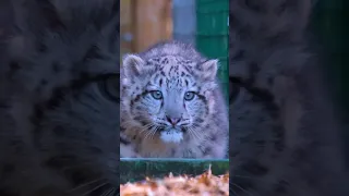 Snow leopard cub takes first steps outside #shorts