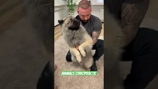 Animals Chiropractic 💚💚💚💚#foryou #animals #chiropractic #dogs #asmr #germany #dogshorts #love