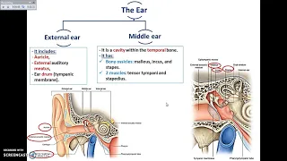 Overview of the Ear - Dr. Ahmed Farid