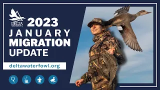 January 2023 Migration Update | Delta Waterfowl