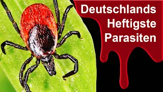 Unheimlich! Wie gefährlich sind Zecken tatsächlich?