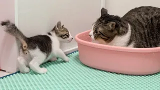 What Happen When the Rescued Kitten Teases the Big Cat? │ Episode.21