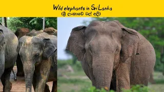 Wild elephants in Sri Lanka(ශ්‍රී ලංකාවේ වල් අලි)
