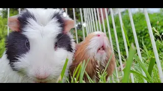 cute guniea pig with lovely sound so relaxing so calming