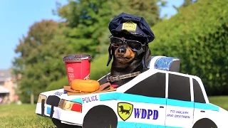 Dachshund High-Speed Police Chase!