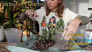 string of hearts 💕 potting propagations, updates, + care tips I've learned