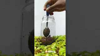 Bottle Terrarium #shorts