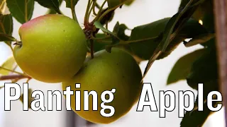 Planting Apple Trees